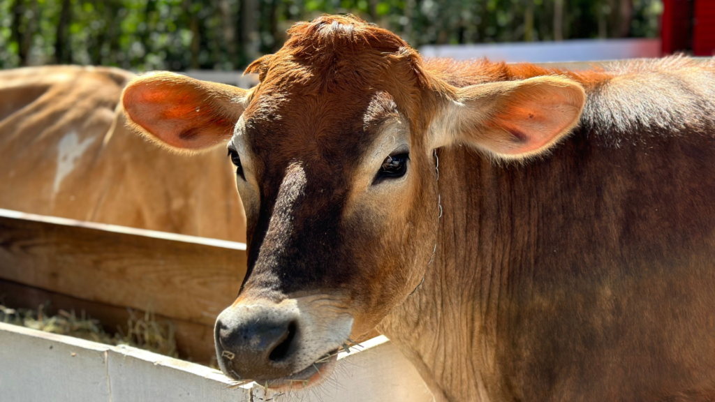 Vacas Jersey