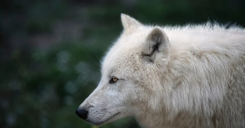 Capa do blog: do lobo ao cão